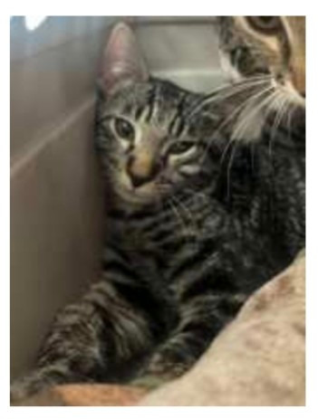 Elphaba (aka Kits Baby #4)