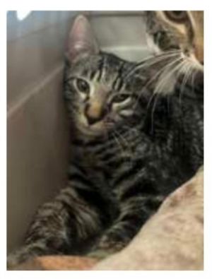 Elphaba (aka Kits Baby #4), Baby Female Domestic Short Hair