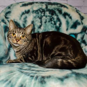 Charlotte, Adult Female Domestic Short Hair