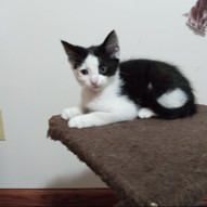 Taffy, Baby Female Domestic Short Hair