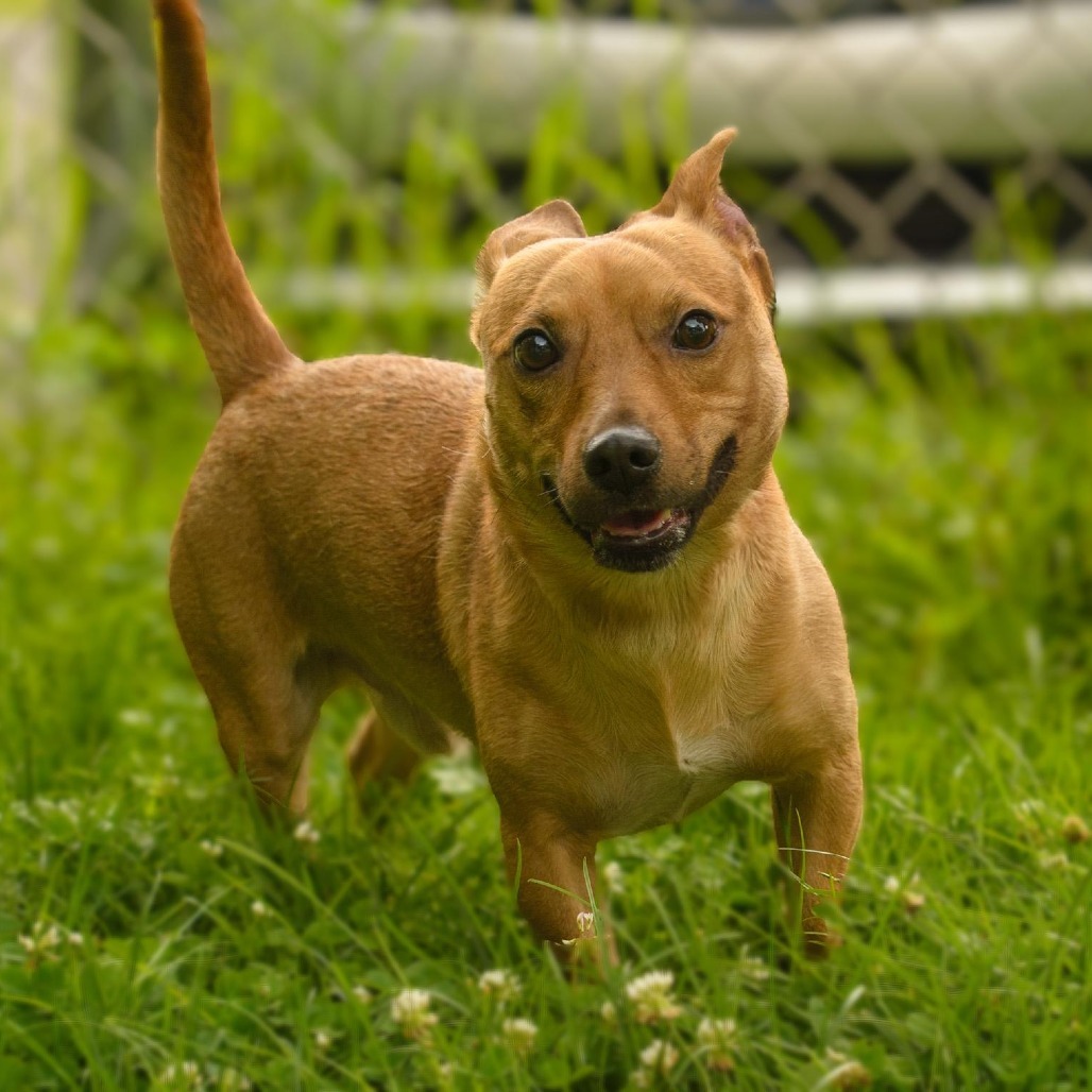 Scrappy