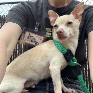 Naz Boo, Senior Male Chihuahua