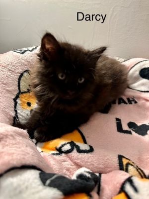 Darcy, Baby Female unknown