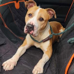 Atticus, Adult Male Pit Bull Terrier