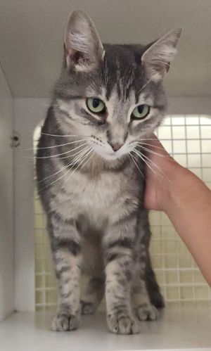 Minerva, Adult Female Domestic Short Hair