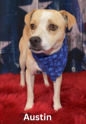 Austin, Adult Male Chihuahua