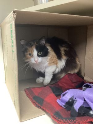 Patches, Adult Female Domestic Long Hair