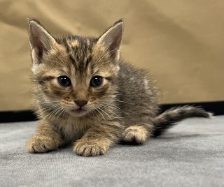 Bb1/pinto Bean, an adoptable Domestic Short Hair in Granbury, TX, 76048 | Photo Image 1