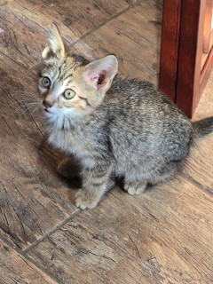 Bb1/pinto Bean, an adoptable Domestic Short Hair in Granbury, TX, 76048 | Photo Image 1