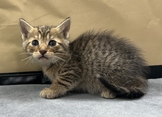 Bb1/pinto Bean, an adoptable Domestic Short Hair in Granbury, TX, 76048 | Photo Image 2