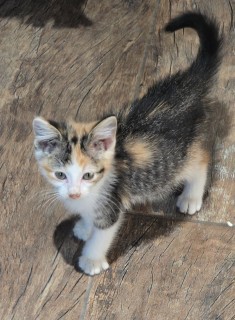 Bb5/sushi Roll, an adoptable Domestic Short Hair in Granbury, TX, 76048 | Photo Image 1