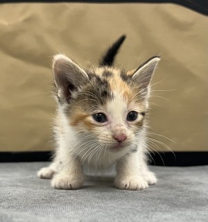 Bb5/sushi Roll, an adoptable Domestic Short Hair in Granbury, TX, 76048 | Photo Image 2