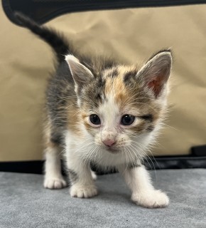 Bb5/sushi Roll, an adoptable Domestic Short Hair in Granbury, TX, 76048 | Photo Image 3