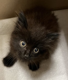 Einstein, an adoptable Domestic Medium Hair in Granbury, TX, 76048 | Photo Image 1