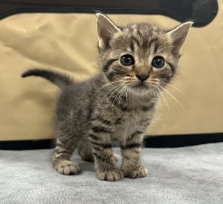 Bb2/fudge, an adoptable Domestic Short Hair in Granbury, TX, 76048 | Photo Image 1