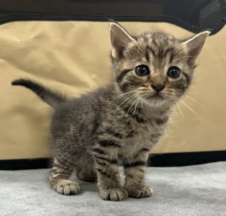 Bb2/fudge, an adoptable Domestic Short Hair in Granbury, TX, 76048 | Photo Image 2