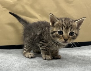 Bb2/fudge, an adoptable Domestic Short Hair in Granbury, TX, 76048 | Photo Image 3