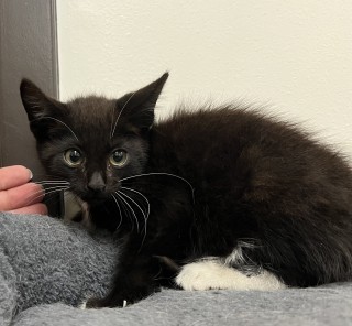 Navi, an adoptable Domestic Short Hair in Granbury, TX, 76048 | Photo Image 1