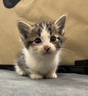 Bb4/egg Roll, an adoptable Domestic Short Hair in Granbury, TX, 76048 | Photo Image 1