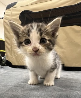Bb4/egg Roll, an adoptable Domestic Short Hair in Granbury, TX, 76048 | Photo Image 2