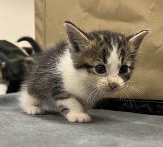 Bb4/egg Roll, an adoptable Domestic Short Hair in Granbury, TX, 76048 | Photo Image 3