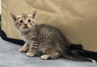 Bb3/spring Roll, an adoptable Domestic Short Hair in Granbury, TX, 76048 | Photo Image 1
