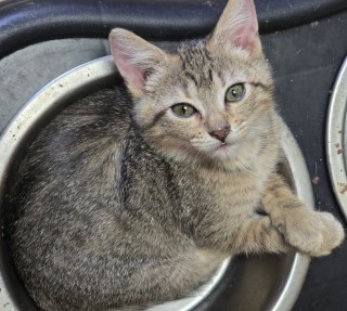 Bb3/spring Roll, an adoptable Domestic Short Hair in Granbury, TX, 76048 | Photo Image 1