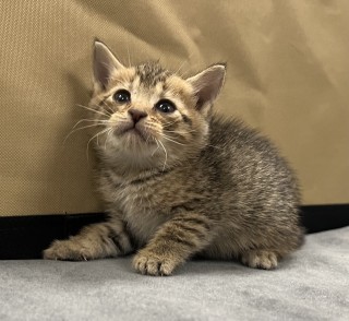 Bb3/spring Roll, an adoptable Domestic Short Hair in Granbury, TX, 76048 | Photo Image 2