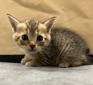 Bb3/spring Roll, an adoptable Domestic Short Hair in Granbury, TX, 76048 | Photo Image 3