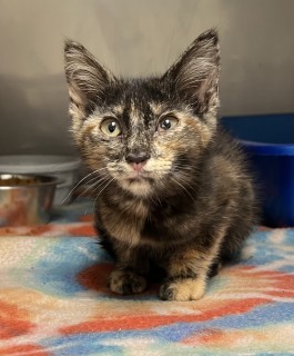 Clara Mae, an adoptable Domestic Short Hair in Granbury, TX, 76048 | Photo Image 1