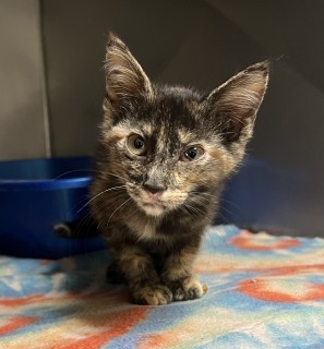 Clara Mae, an adoptable Domestic Short Hair in Granbury, TX, 76048 | Photo Image 2