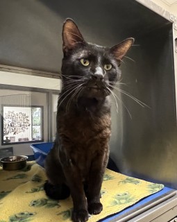 Papa, an adoptable Domestic Short Hair in Granbury, TX, 76048 | Photo Image 1