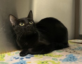 Brynn, an adoptable Domestic Short Hair in Granbury, TX, 76048 | Photo Image 1