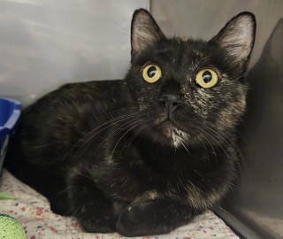Dorothy, an adoptable Domestic Short Hair in Granbury, TX, 76048 | Photo Image 1