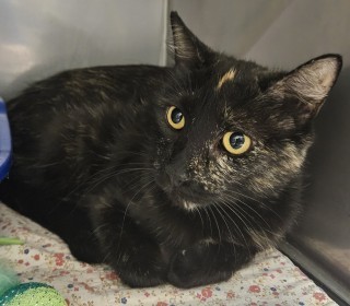 Dorothy, an adoptable Domestic Short Hair in Granbury, TX, 76048 | Photo Image 2