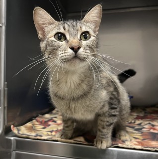 Bb Mom/big Tuna, an adoptable Domestic Short Hair in Granbury, TX, 76048 | Photo Image 1