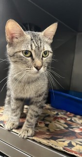 Bb Mom/big Tuna, an adoptable Domestic Short Hair in Granbury, TX, 76048 | Photo Image 2