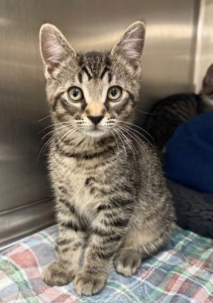 Sully, Baby Male Domestic Short Hair