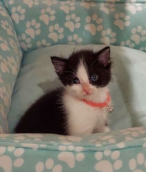 Beanz, Baby Female unknown