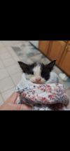 Beanz photo 3