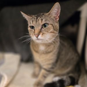 Vespa, Adult Female Domestic Short Hair