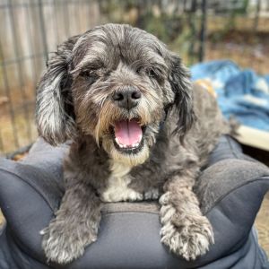Hi there My name is Gus and Im at the Santa Maria Campus Im an 8 year and 11 month
