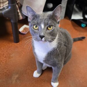 Hi there My name is Sherlin and Im at the Santa Maria Campus Im a 8 month old male domestic