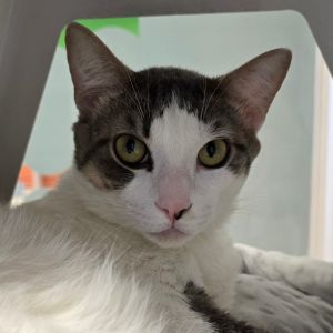 Hi there My name is Walten and Im at the Santa Maria Campus Im a 8 month old male domestic
