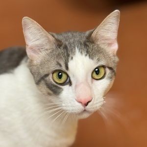 Hi there My name is Walten and Im at the Santa Maria Campus Im a 8 month old male domestic