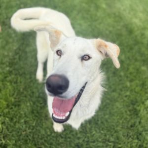 Hi there My name is Ludo and Im at the Santa Maria Campus Im an 8 month old male great