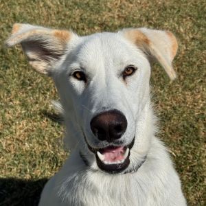 Hi there My name is Ludo and Im at the Santa Maria Campus Im an 8 month old male Great