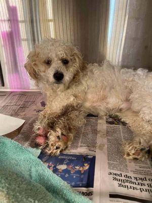 Cotton (GA) Mixed Breed Dog