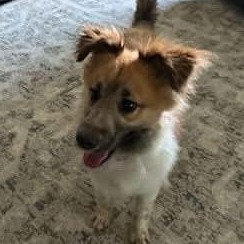 Ranger, Young Male Mixed Breed