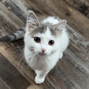 Kevin Bacon, Baby Female Domestic Short Hair